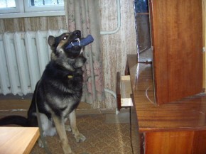 Сотрудники наркоконтроля провели тренировку служебных собак