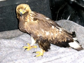 Нежданный гость Беркут. Фото Бабанин М.В.