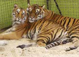 Белые тигры на арене цирка