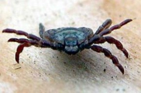 Берегите домашних животных от клещей