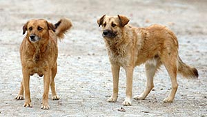 Москвичам угрожают собачьи свадьбы Изображение: Дни.ру