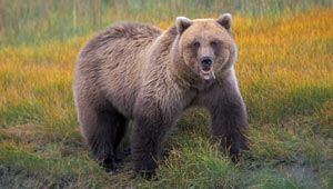 Медведь растерзал своего дрессировщика Изображение: Дни.ру