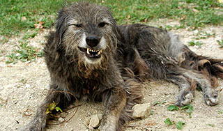 Укус собаки обошелся мэрии Томска в сто тысяч Изображение: Дни.ру