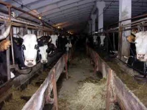 Сельхозпредприятия области готовы к зиме, но работать в них некому