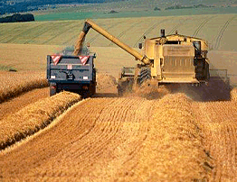 На Брянщине началась уборка зерновых