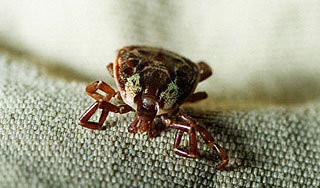 Клещ заразил ребенка смертельным вирусом Изображение: Дни.ру