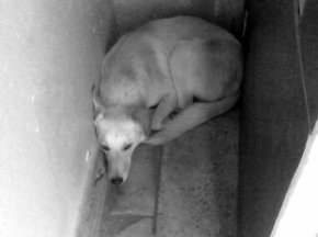 В войне с бродячими собаками страдают и домашние питомцы