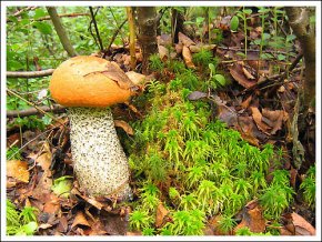 Грибной сезон начался - будьте внимательны