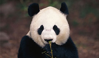 Китай начал эвакуацию панд-гигантов Изображение: Дни.ру