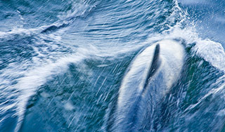 Рыба-мутант атакует Краснодар Изображение: Дни.ру