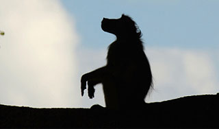 Белоруссию напугал лохматый монстр Изображение: Дни.ру