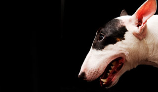 Бультерьер насмерть загрыз старушку Изображение: Дни.ру