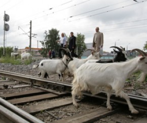 В Брянске "посыпались" мосты