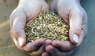 Россия собирает рекордные урожаи зерна Россия собирает рекордные урожаи зерна / Изображение: Дни.ру