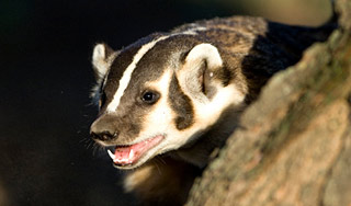 Бешеный барсук загрыз жительницу Петербурга Бешеный барсук загрыз жительницу Петербурга / Изображение: Дни.ру