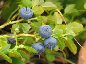 Радиоактивная черника и грибы из юго-западных районов