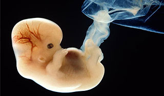 В Австралии разрешили клонировать человека В Австралии разрешили клонировать человека