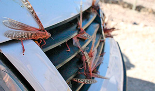 Саранча будет управлять автомобилем Саранча будет управлять автомобилем