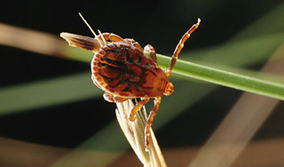 Алтайский край атакуют клещи Алтайский край атакуют клещи
