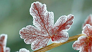 В Подмосковье идут заморозки В Подмосковье идут заморозки