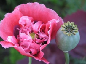 УФСБ обезвредило преступную группу наркоторговцев