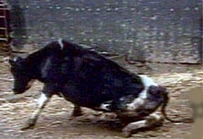 На одной из ферм Брянской области отмечена вспышка коровьего бешенства