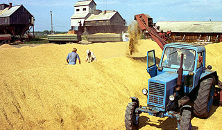 Урожай зерна в России поставил рекорд Урожай зерна в России поставил рекорд