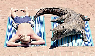 Крокодил сеет панику на египетском курорте Крокодил сеет панику на египетском курорте