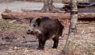 Главе Пакистана мешают дикие кабаны Главе Пакистана мешают дикие кабаны