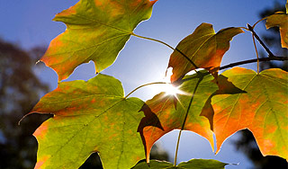 � ������ ���������� "������� ����"