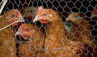 В Таиланде обнаружили смертельный вирус В Таиланде обнаружили смертельный вирус