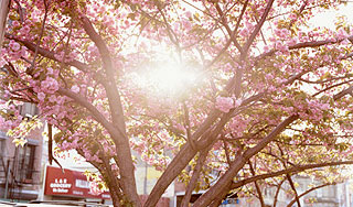 В Москву пришла весна В Москву пришла весна