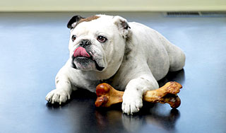 В Москве перепишут домашних животных В Москве перепишут домашних животных