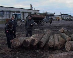 Лес рубят Фото пресс-службы УВД по Брянской области