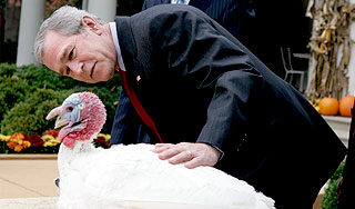 Буш помиловал индейку ради Обамы Буш помиловал индейку ради Обамы