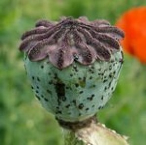 Подведены итоги операции «Мак - 2008»