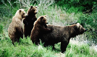 20 голодных медведей захватили поселок 20 голодных медведей захватили поселок