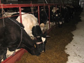 Молоко контролирует электроника