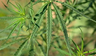 Младенец выдал отцовскую плантацию конопли Младенец выдал отцовскую плантацию конопли