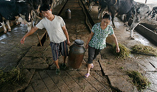 Меламиновый скандал окончится казнями Меламиновый скандал окончится казнями