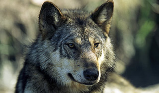 На грузинское село напали голодные волки На грузинское село напали голодные волки