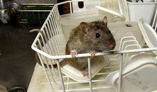 На грудных детей напала крыса На грудных детей напала крыса