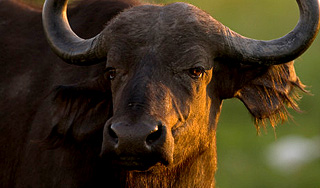 Глоба: год Желтого Быка станет фатальным Глоба: год Желтого Быка станет фатальным