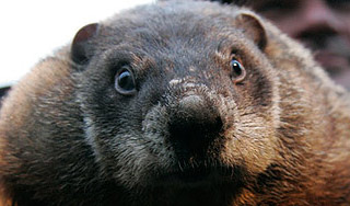 Сурок-предсказатель покусал мэра Нью-Йорка Сурок-предсказатель покусал мэра Нью-Йорка