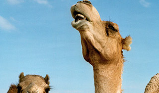 На границе с Украиной замерзают верблюды На границе с Украиной замерзают верблюды