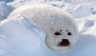 Минприроды России защитило бельков Минприроды России защитило бельков