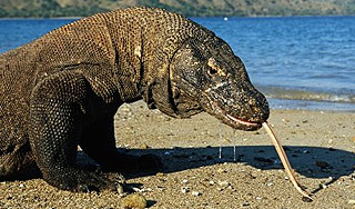 Комодские драконы сожрали индонезийца Комодские драконы сожрали индонезийца