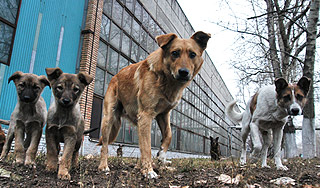 Стая собак загрызла зверей в зоопарке Стая собак загрызла зверей в зоопарке