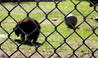 Немка прыгнула в вольер к медведям Немка прыгнула в вольер к медведям