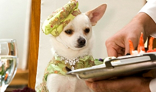 Актриса Дрю Бэрримор залаяла Актриса Дрю Бэрримор залаяла